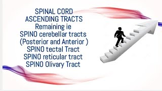 All Ascending tracts Remaining Neuroanatomy made easy regards DoctorNajeeb [upl. by Harrus]