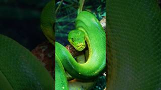 World dengerous green anaconda greenanaconda anaconda snake [upl. by Eitnom]