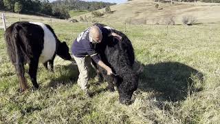 Moving Our Sheep amp Breeding Cows [upl. by Reitrac727]