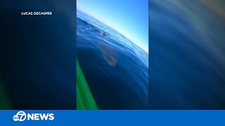 California kayaker has dangerously close encounter with great white shark [upl. by Ludovick477]