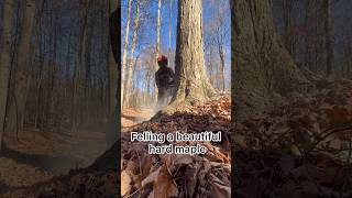 Logging hard maple 🪓 logging stihl loggingvideos [upl. by Adnohs]