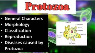 Introduction To Protozoa  Characters  Morphology  Reprodution  Types of protozoa  Diseases [upl. by Elmore]