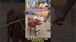 Nadipathy cattle😘 youtube viral reels miniature trend youtube pmo yt sanatandharma farming [upl. by Akiemahs]