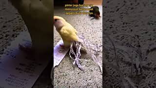 Pinter banget burung nyusun kertas nya fypシ゚viral burung reels [upl. by Leumas]