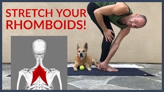 Stretch for Upper Back Pain Rhomboid Pain with Antranik [upl. by Faus]