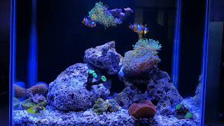 PICO REEF TANK UPDATED 43 GALLON [upl. by Sparky]