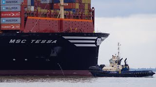 Shipspotting MSC TESSA  New mega containership 25423 [upl. by Engenia20]