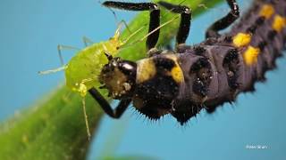 Ladybird larvae eating an aphid [upl. by Bosson216]