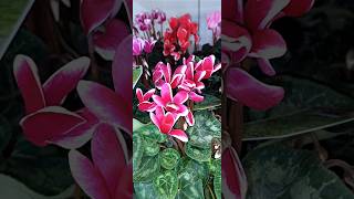 Cyclamen persicum [upl. by Oijres692]