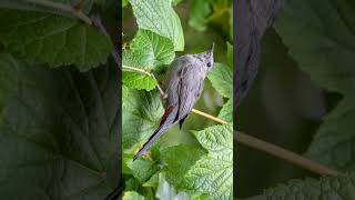 🐥•⁶² 🐈‍⬛ Meow Call of Gray Catbird Dumetella carolinensis  Observed in Description [upl. by Dowdell]