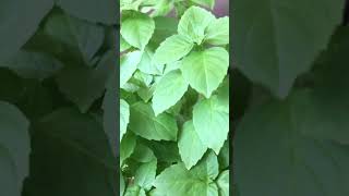 Ocimum Basilicum Lamiaceae Luxurious Toothpaste Dt Diler Nizam İstanbul Türkiye 🇹🇷 [upl. by Edwyna]