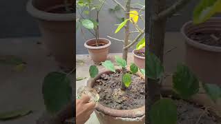 শেষ পর্যন্ত দেখুন।। garden engineer flowers hibiscus viralshorts [upl. by Ynnot]