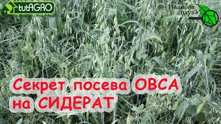 Азбука сидератов Ч4 Овёс  один из лучших В 100 раз больше пользы если посеете ОВЕС правильно [upl. by Brenda769]