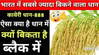 kaveri Paddy seeds 888  कावेरी धान 888भारत का सबसे महंगा बिकने वाला धान dhan ki best variety [upl. by Adidnac30]