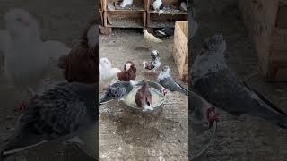 Fancy Pigeons 😍😍 kabutar status shorts short video pigeon viralvideo [upl. by Marcia]