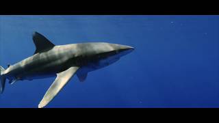 Oceanic whitetip shark  Carcharhinus longimanus [upl. by Domingo14]