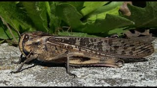 Locusta migratoria cavalletta gigante  Migratory locust  Gafanhoto migratório [upl. by Yseulta333]