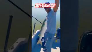 MUY BUENA LISA JAVI fishing fish argentina fishingvideo amigos pesca pescaria pescador peje [upl. by Bellaude]