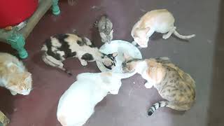 kittens meowing compilation so lovely cats 2024 zarikafoodsecrets [upl. by Eddi997]