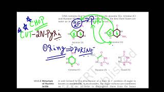 Video 6 Chapter 10 Biomolecules Tricks amp Tips to Recollect the Structure of Purines and Pyrimidines [upl. by Solorac]