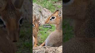 Discovering the Dikdik Africas Tiny Antelope [upl. by Bouzoun803]