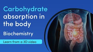 Starch carbohydrate digestion and absorption  MediMagic  3D Video [upl. by Gavrila870]