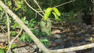 Soursop Graviola Annona muricata plants fruit [upl. by Bravar]