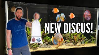 ADDING BEAUTIFUL NEW DISCUS amp TANK MATES to the 90 Gallon Aquarium [upl. by Schulze630]