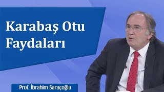 Karabaş Otu Faydaları  İbrahim Saraçoğlu [upl. by Roach572]