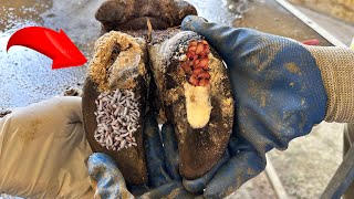 CutTrim and Cleaning  HELP Medical assistance for cow with ROTTY hoof [upl. by Treboh]