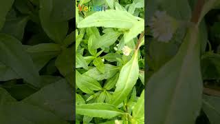 Bhringraj plant growing Bhringraj leaf white Bhringraj🌻🌻🌻🌻🌻 [upl. by Beale]