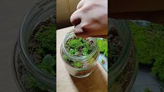 এই প্রথম একটা টেরারিয়াম বানালাম Terrarium making ❤️❤️terrarium plants [upl. by Inerney]