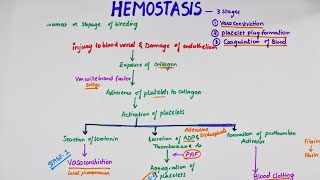 Hemostasis  Easy Flowchart  Physiology [upl. by Ylecic]