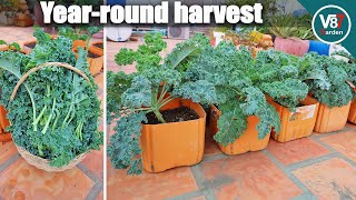 How To Grow Lots of Kale in Container at Home [upl. by Annaeoj]