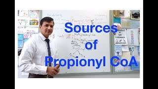 Propionyl CoA Sources [upl. by Chanda]