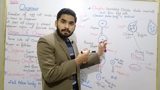 Oogenesis  Process Of Oogenesis In Urdu Hindi By MrHadi  Class 10 Biology  Lecture No 09 [upl. by Alyworth]