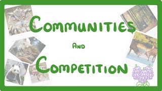 GCSE Biology  Interdependence  Community and Competition 84 [upl. by Rambert]