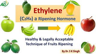 EthyleneC2H4 a Ripening Hormone Healthy amp Legally Acceptable Technique of Fruits Ripening [upl. by Stephanus]