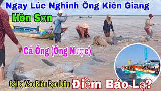 Chuyện Lạ Đàn Cá Ông Trôi Dạt Vào Bờ Ở Bạc Liêu Trong Lúc Lễ Hội Nghinh Ông Ở Kiên Giang Đang Làm Lễ [upl. by Etyak]