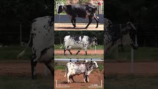 🔴 GIROLANDO Gyr X Holstein ✅ Vacas Lecheras [upl. by Refinej800]