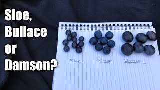 Sloe Bullace or Damson How to tell the difference [upl. by Naul]