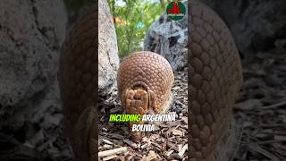 Did you know that Southern threebanded armadillo are capable of rolling into complete ball [upl. by Eihtur]