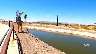 Fly Fishing a DESERT City Canal for BIG FISH [upl. by Jarita]