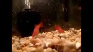 Breeding Livebearers Swordtails A HOW TO VIDEO [upl. by Morril]