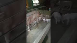 Naglalaro ang mga Biik viral shorts trending shortvideo countryside piggery backyardfarming [upl. by Amlus]