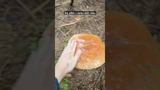 Obrovké Hřiby mushroom nature houby grzyby fungi boletus porcini pilze asmr funghi fyp [upl. by Eelyram]