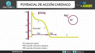 POTENCIAL DE ACCION CARDIACO [upl. by Tiat]