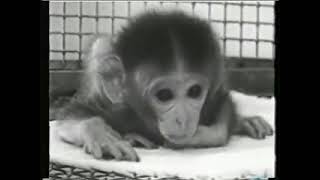 Harlows Monkeys  experiment on early development [upl. by Yelserp]