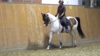 Skewbald pony mare  2005 for sale [upl. by Jessy]