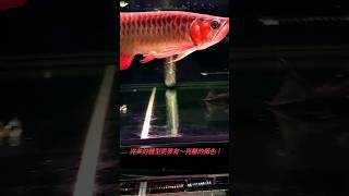 完美的體型更要有～亮麗的顏色！龍魚 鴻龍 紅龍 寵物 水族館 獨特 流量 精品 special 風水 Arowana 印尼三線虎魚 水質 熱門推薦 [upl. by Amado]